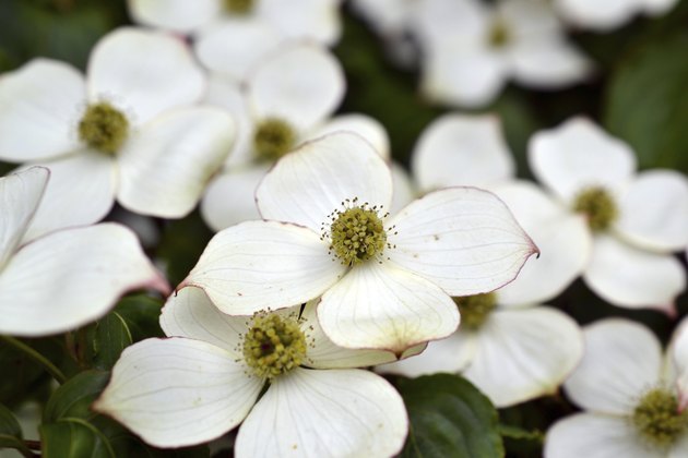 Eastern flowering dogwood or Cornus.