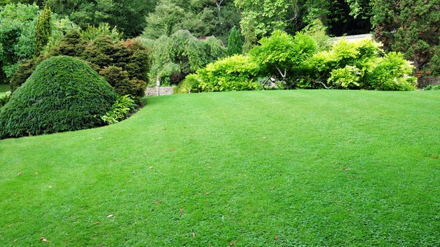 Peaceful Green Garden