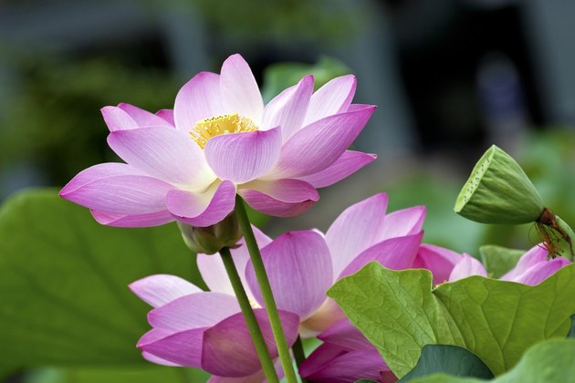 blooming lotus