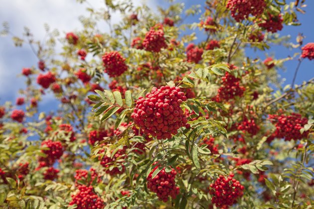 The Name of the Tree with Orange Berries | Hunker