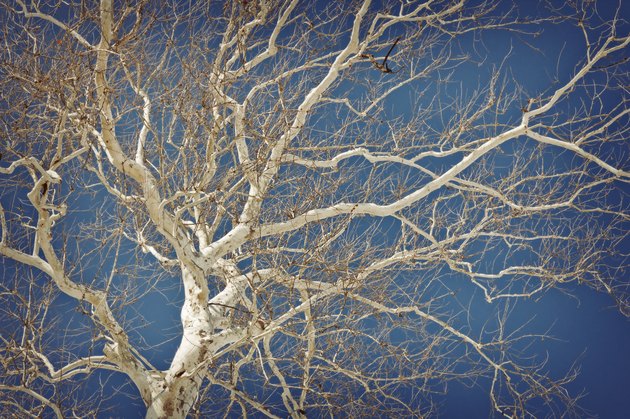 American Sycamore