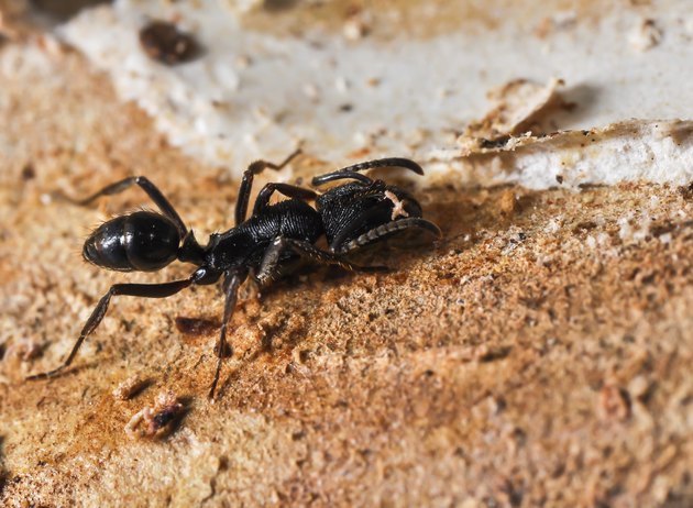 Pheidole, Ant, BlackAnt