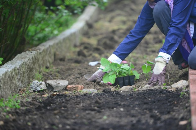 Backyeard gardening