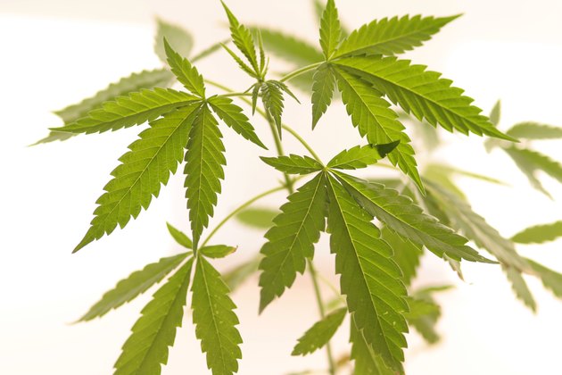 Marihuana leaf