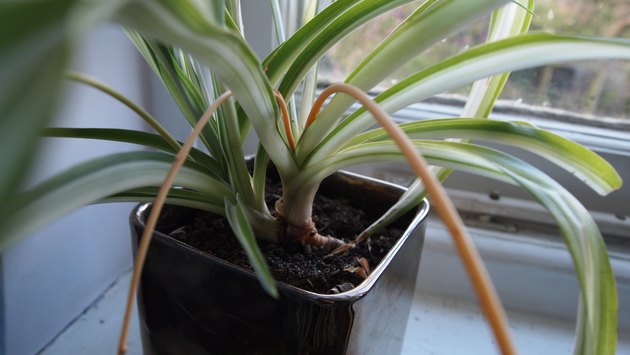spider plant on window ledge