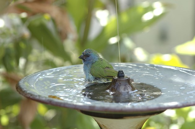Splish splash taking a bath