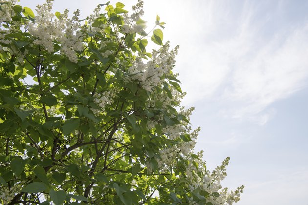 White lilac