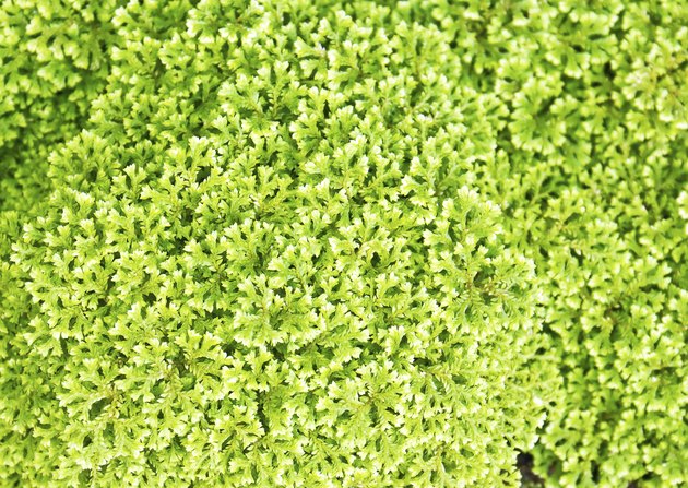 Nature green foliage plant