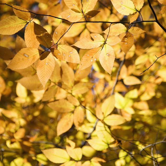 Close-up of American Beech tree branches covered with bright yellow Fall leaves.