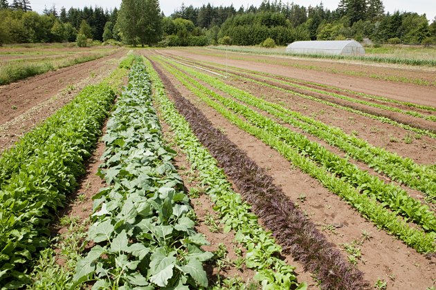 Field of vegetable crops