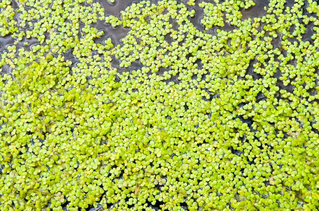 How to Grow Duckweed | Hunker