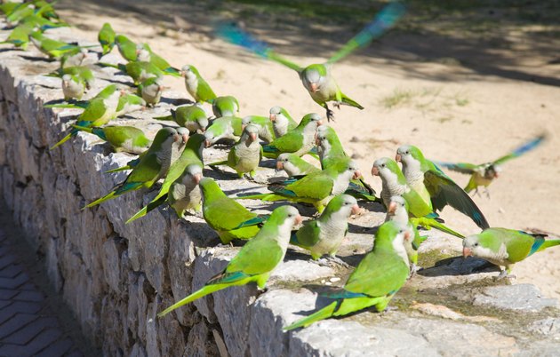 Monk Parakeets