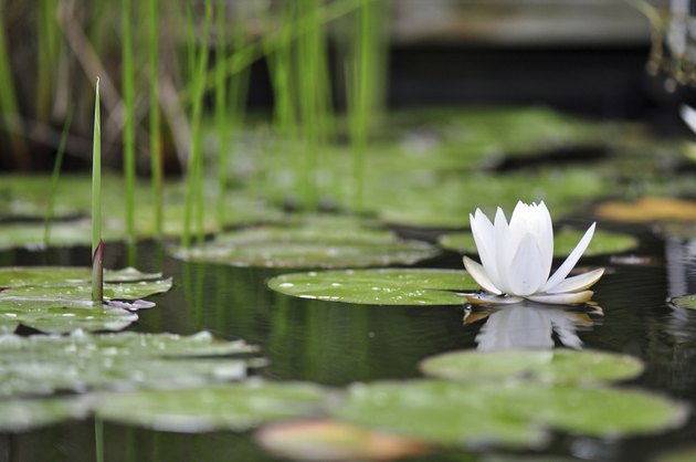 examples-of-plants-that-live-in-water-hunker