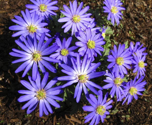 Cineraria Flowers