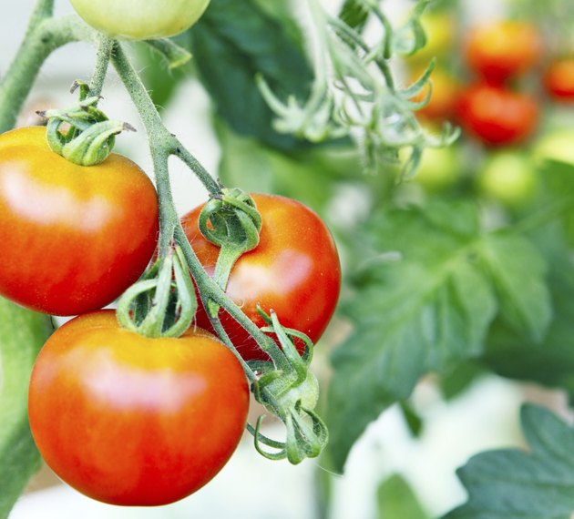 Tomatoes ripen in the garden