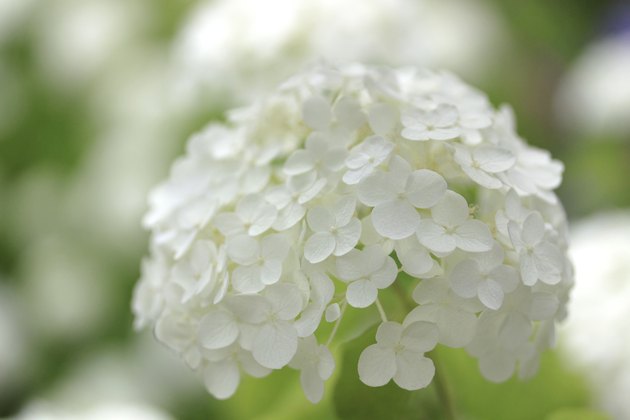 White Hydrangea Flowers