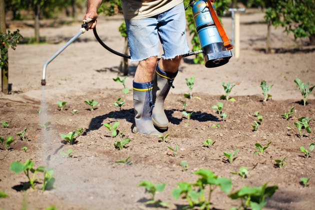 Pest Control Worker Insecticide Spraying of a plant field