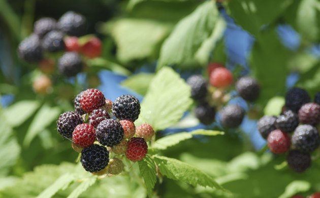 Blackberries
