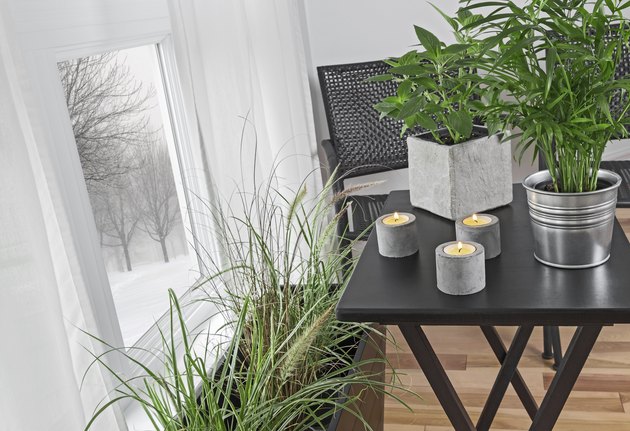 Winter landscape behind the window, green plants indoors