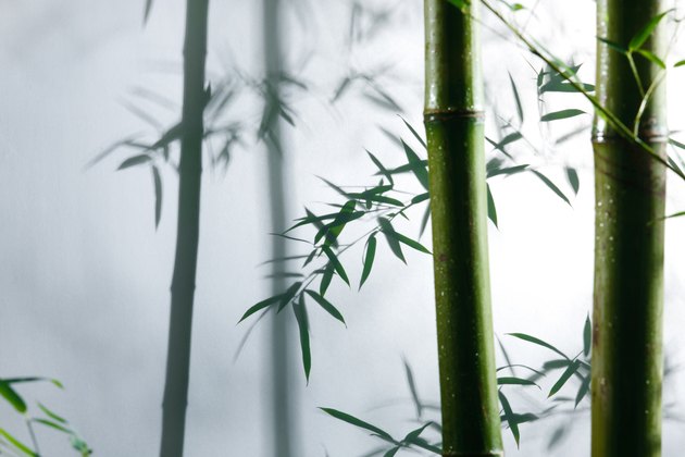 Bamboo