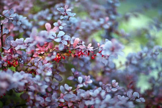 Barberry plant, close up