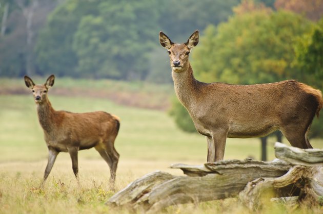 Beautiful image of red deer does in Autumn Fall forest
