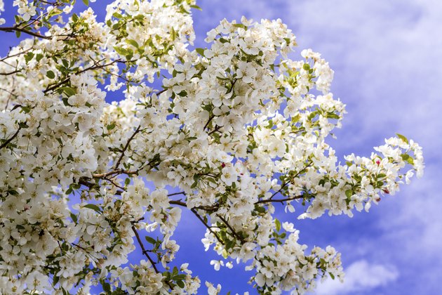 White Crab Apple Trees in Spring Bloom