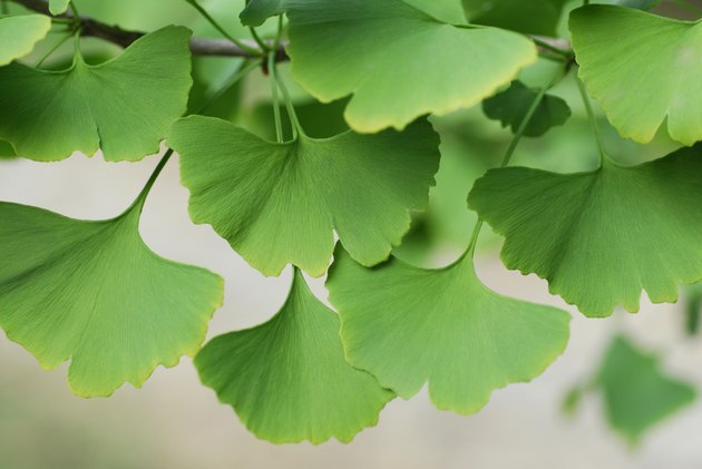 Ginkgo biloba leaves
