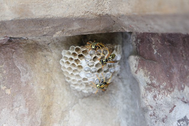 Wasps on a nest