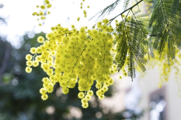 Mimosa