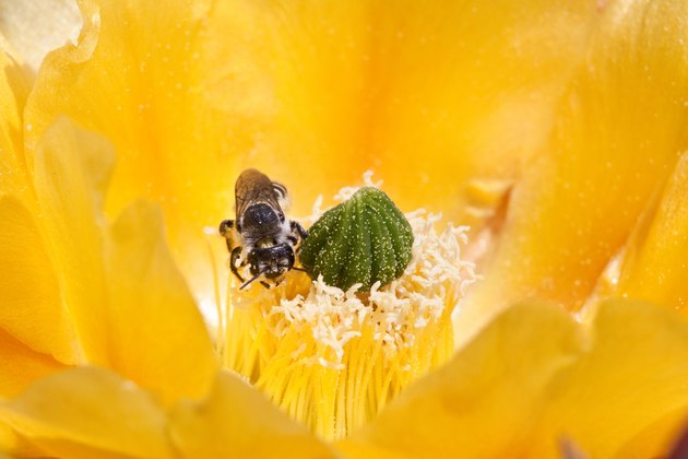 How Plants & Animals Rely on Each Other in the Desert | Hunker