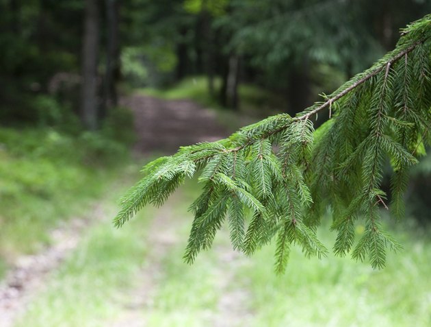 Fir tree branch