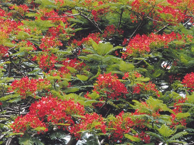 The Differences of the Leaves of the Jacaranda & the Poinciana | Hunker