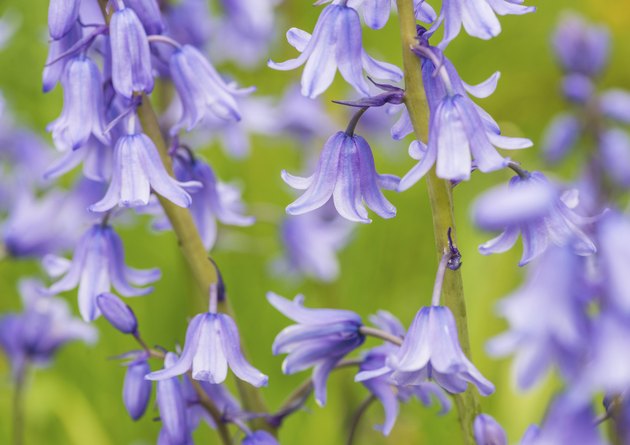 Bells Of Blue
