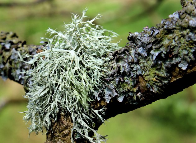 Close-up image of silver lichen plants growing on tree branch
