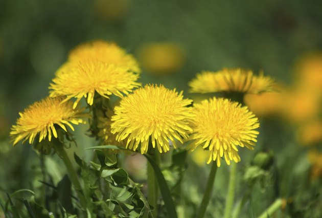 Blooming dandelions