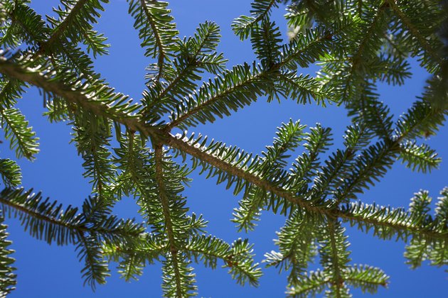 Fir Branches