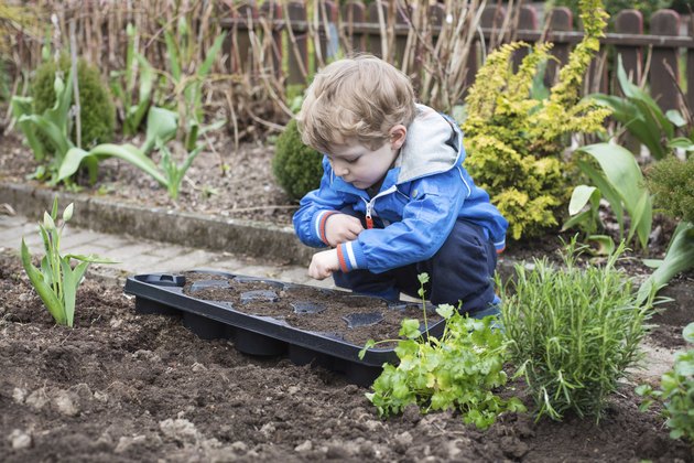 Little boy planting seeds in vegetable garden