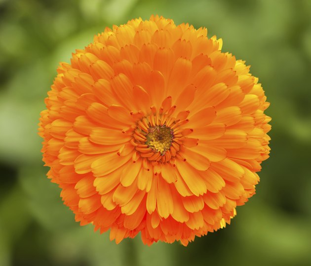 marigold