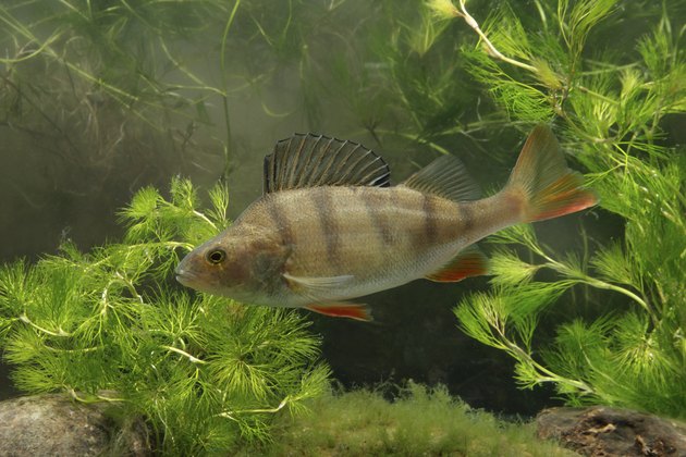 "Perch, Perca fluviatilis"