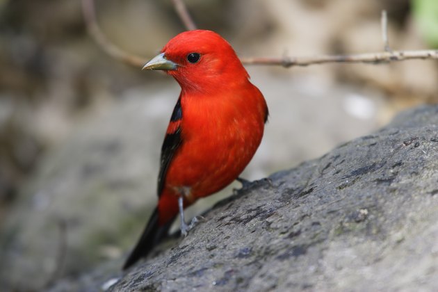 Scarlet Tanager (Piranga olivacea)