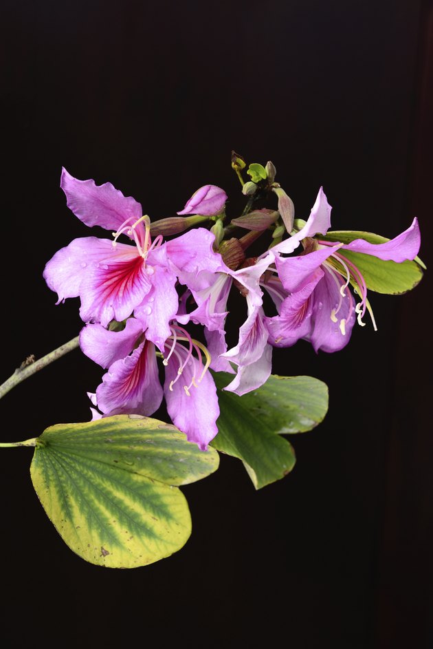 bauhinia purpurea