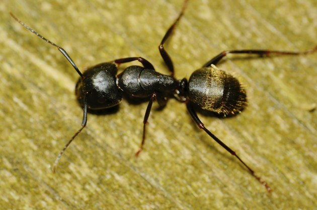 Carpenter Ant