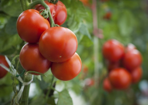 tomato