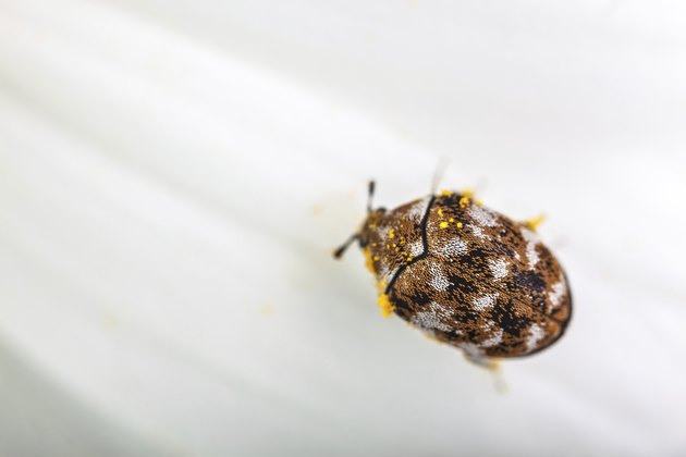 varied carpet beetle