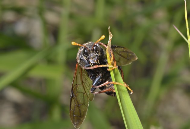 Insect sawfly (Tenthredinidae)