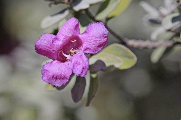 Desert Sage Plants | Hunker