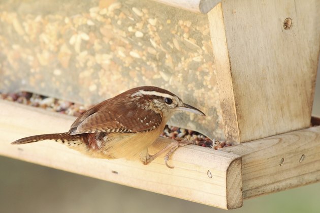 Carolina Wren (Thryothorus ludovicianus)