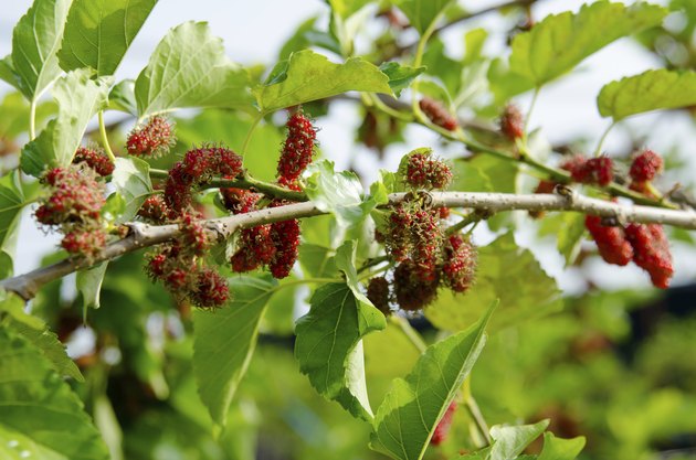 How to Identify Trees With Berries in Texas | Hunker
