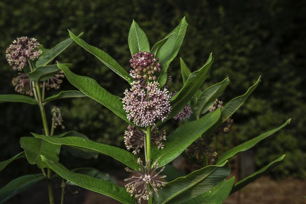 Milkweed